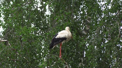 Family of storks in the nests 動画素材 111747091