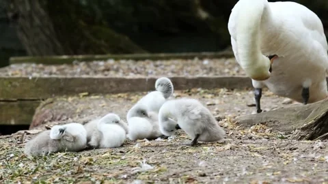 A family of swans Stock Footage 167839971