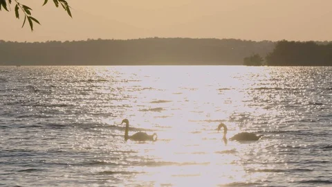 Family of swans swim through sunset reflection on water Stock Footage