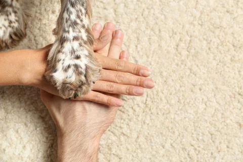 Family with their dog putting hands and paw together on light carpet, top vie Stock Photos