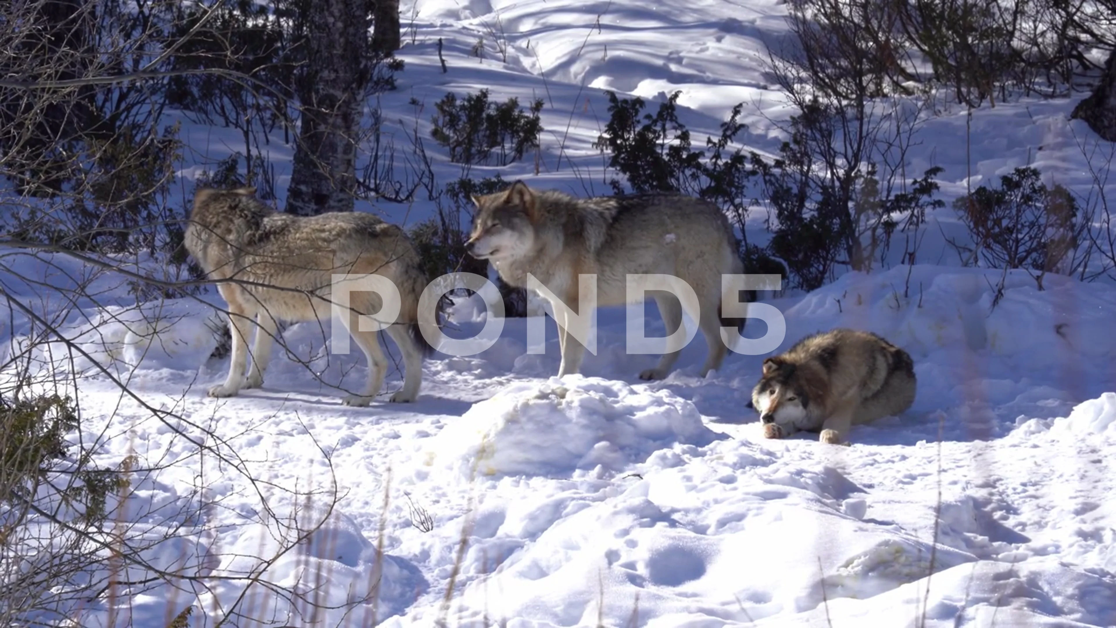 Grey Wolf Family UK Outlet | www.ugelhuancayo.gob.pe