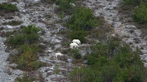 FAMILY OF THREE MOUNTAIN GOATS WALK ALONG A ROCKY HILLSIDE Stock Footage 59069738