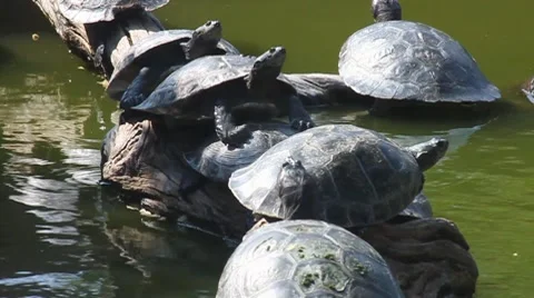 Family of Turtles Stock Footage 8158093