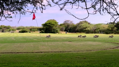 Family of Warthogs Feeding on Golf Course Putting Green in Africa Stock Footage 335454587