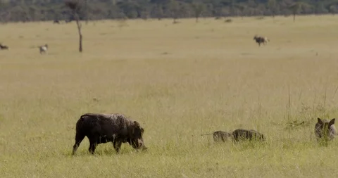 Family of warthogs Stockbeeldmateriaal 124671067