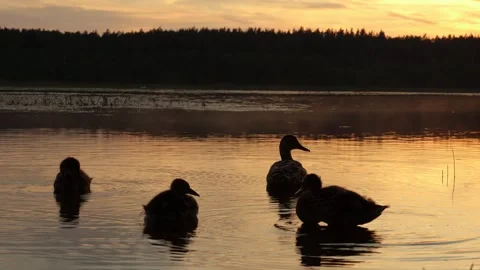 Family of wild ducks on the background of sunset sky 스톡 동영상 157448862