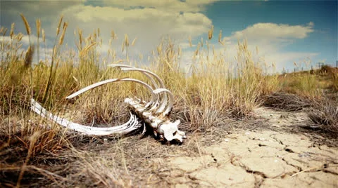 Famine in the desert. Stock Footage 26294207