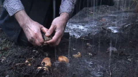 Famine farmer picking potatoes Video stock 36865217