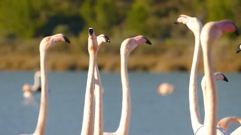 Famingos - Slow motion 1 스톡 동영상 85975328