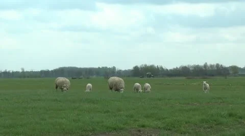 Famliy sheep Stock Footage 10895389