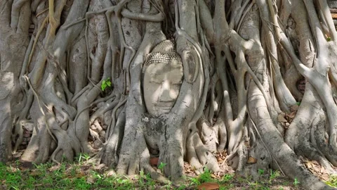 Famous ancient stone Buddha head enveloped by the roots of a banyan tree Stock Footage 341188012