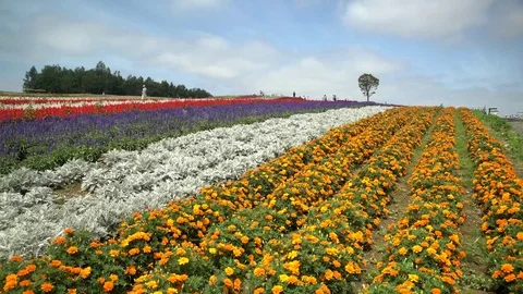 The famous and beautiful Panoramic Flower Gardens Shikisai-no-oka Stock Footage