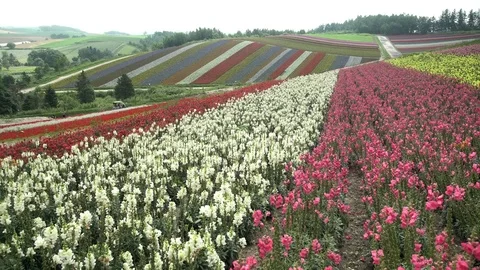 The famous and beautiful Panoramic Flower Gardens Shikisai-no-oka Stock Footage