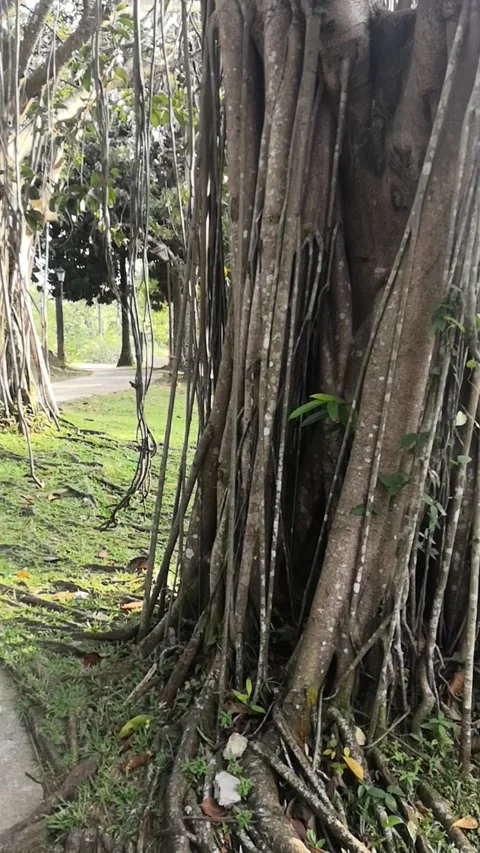 A famous and historic specimen tree with deep roots Stock Footage 275766525