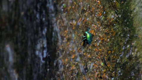 Famous beetle. Gold bug crawling on surface Stock Footage 196243604