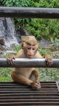 Famous bridge at Monkey Forest Sanctuary in Sri Lanka Foto stock