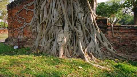 Famous Buddha head in Banyan tree roots at Wat Mahathat temple in Ayutthaya Stock Footage 321735696