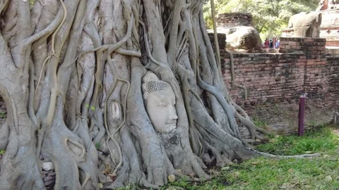 Famous Buddha head entangled in tree roots in Ayutthaya, Thailand Stock Footage 336906854