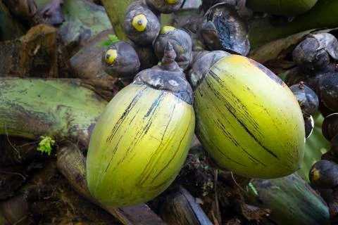 The famous Coco de Mer coconut in the botanical garden of Mahe, Seychelles Stock Photos