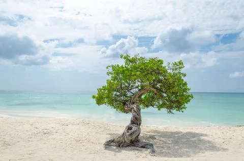 Famous Divi Divi tree which is Aruba's natural compass Stock Photos
