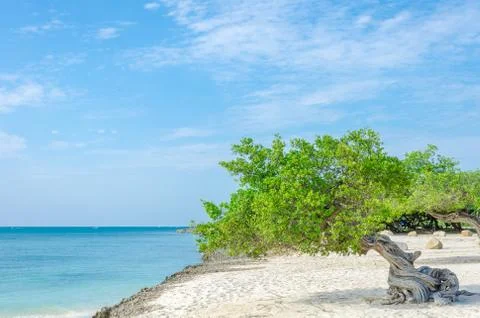 Famous Divi Divi tree which is Aruba's natural compass Фото
