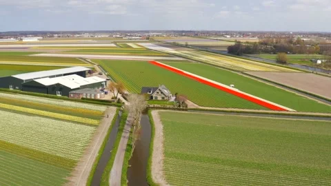 Famous Dutch bulb flower fields Stock Footage 156507329