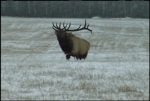 Famous Elk Walking Flehmen Stock Footage 34356641
