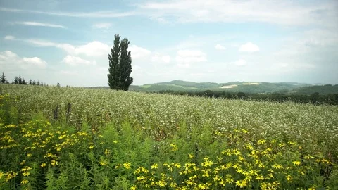 The famous Ken & Mary Tree Stock Footage