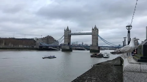 The famous London Bridge and many birds flying on the river Stock Footage