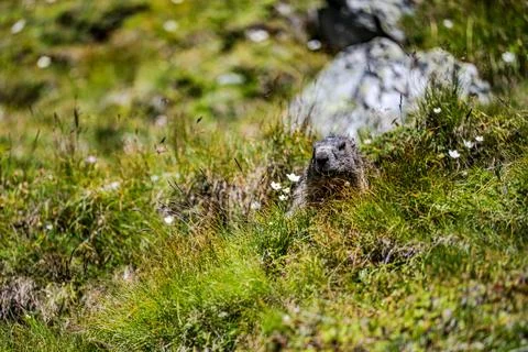 The famous marmots at Glockner Stock Photos