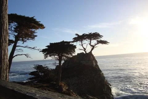 The Famous Monterey Tree Stock Photos