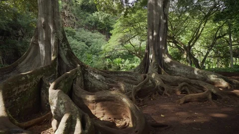 Famous Moreton Bay Fig tree. Hollywood movie trees. tropical botanical garden Stock Footage 130070463