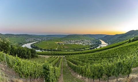 Famous moselle sinuosity at  Leiwen called Zummet hights Stock Photos