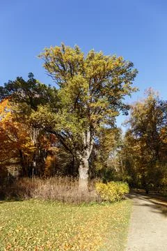 The famous oak tree planted by the Russian writer Ivan Turgenev Fotos de archivo