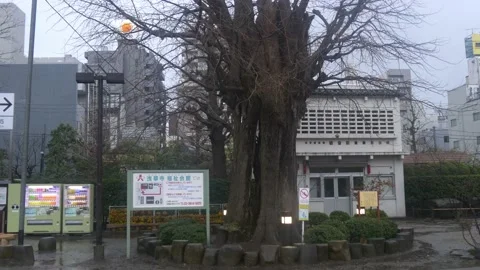Famous Old Ginko Tree At Senso-Ji Temple In Tokyo, Japan Stock Footage 159154018