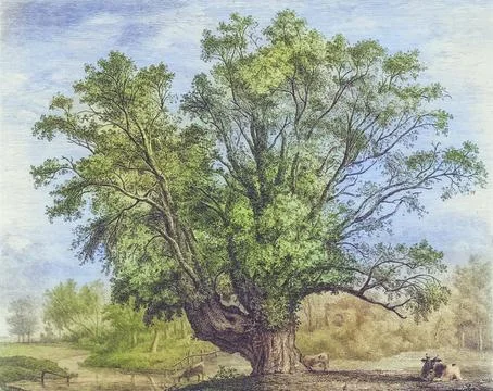Famous Old Trees, The Abbot's Willow, England, Historical, digitally restored Stock Illustration
