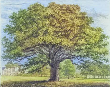 Famous old trees, The Borders - Oak in the Park, England, Historical, digitally Stock Illustration