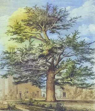 Famous old trees, The Cedar of Enfield, England, Historical, digitally restored Stock Illustration