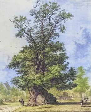 Famous old trees, The Crawley elm tree in Sussex, The elm tree that stood on the Stock Illustration