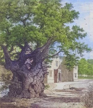 Famous old trees, Elm tree in Chequers country park in the English county of Stock Illustration