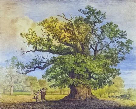 Famous old trees, The great oak in Fredville, England, Historical, digitally Stock Illustration