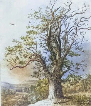 Famous old trees, Oak, The Wallace Oak was a tree in Port Glasgow, Scotland. It Stock Illustration
