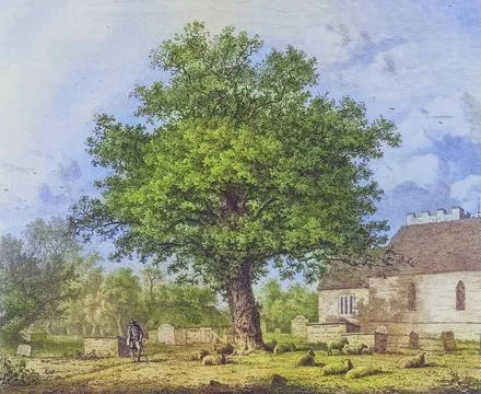 Famous old trees, Old maple in Boldre by the church, Hampshire, England, 1826, Stock Illustration