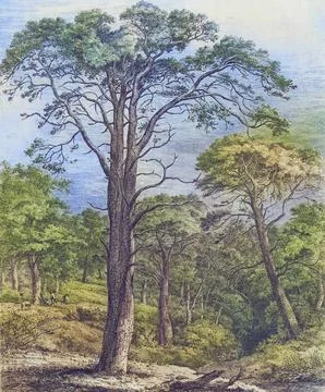 Famous old trees, The Scots Pine in Dunmore, England, Historical, digitally Stock Illustration