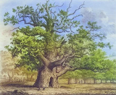 Famous old trees, The Sidney Oak in Penshurst Park was supposedly planted on the Stock Illustration