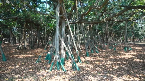 Famous oldest banyan tree roots botanical garden Howrah India Stock Footage 275566587