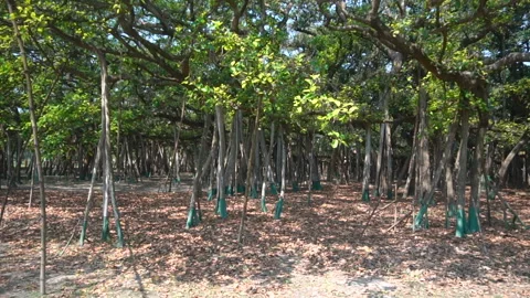 Famous oldest banyan tree roots botanical garden Howrah India Stock Footage 276181353