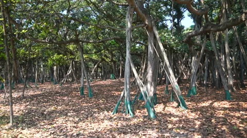 Famous oldest banyan tree roots botanical garden Howrah India Stock Footage 276287500