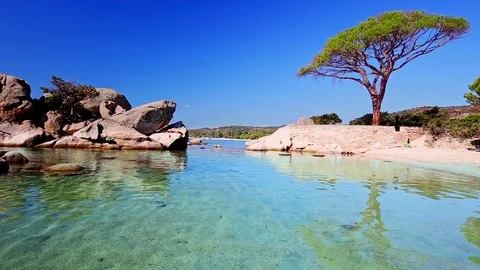 Famous pine tree on Palombaggia beach on the south part of Corsica, France Stock-Footage 82278551
