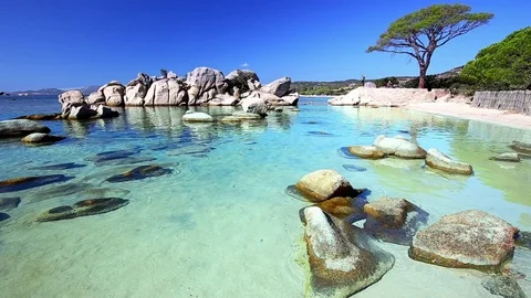 Famous pine tree on Palombaggia beach on the south part of Corsica, France Vídeo Stock 82278679